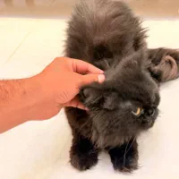 گربه گمشده