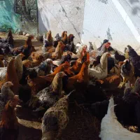 فروش مرغ وخروس جوان