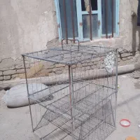 لونه مرغ وکبوتر