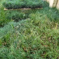 آگروس طلایی و سبز به همراه یال اسبی|گل و گیاه طبیعی|لنگرود, |دیوار