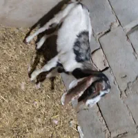 بز نیدی با افغانی|حیوانات مزرعه|اهواز, پاستوریزه|دیوار