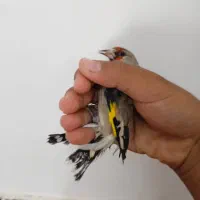 سهره کرمانی نر|پرنده|بیرجند, |دیوار