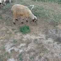 بره سبک جمعی
