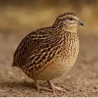 بلدرچین 45 روزه زیر قیمت