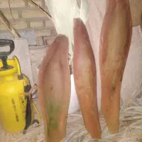 هرس درختان