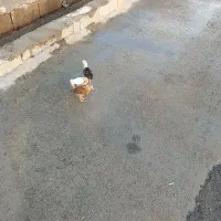 جوجه محلی