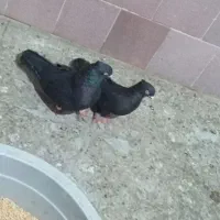 زاغ درجایی با زاغ آبادانی|پرنده|میناب, |دیوار