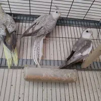 فروش عروس هلندی