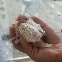 کوتوله بزریلی