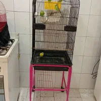 مرغ عشق با جوجه|پرنده|ری, دولت‌آباد|دیوار