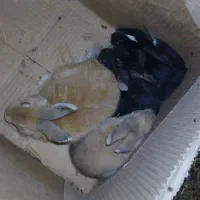 خرگوش|موش و خرگوش|خواف, |دیوار