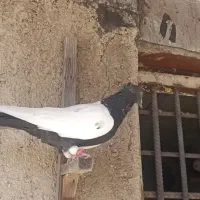 باسلام پنج عددکفتربینظیرخوشکل خوشتیپ همه سرندی|پرنده|شیراز, وزیرآباد|دیوار