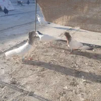 کبوتر نقش فروشی