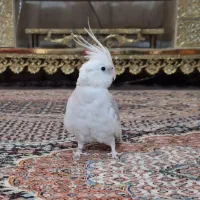 عروس هلندی