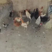 دانی یک میلیون