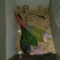 گرینچیک مولد روی جوجه