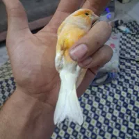 اصیل طلایی