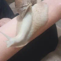 حلزون|خزنده|تهران, جی|دیوار