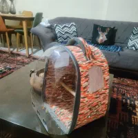ساک حمل پرنده