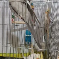 2جفت عروس هلندی سخنگو ومولد|پرنده|هشتگرد, هشتگرد قدیم|دیوار