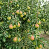 روش نهال گلابی شاه‌میوه کیفیت بالا در خلخال
