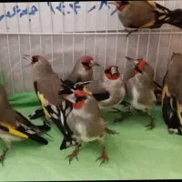 سهره دورگ کرمانی یه تعدادی موجوده جهت برکت