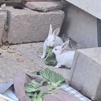 خرگوش رنگ سفید