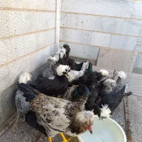 خروس لهستانی