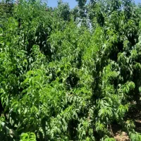 خانه ویلایی۳۶۵متری داخل بافت ایقربلاغ|فروش خانه و ویلا|هشتگرد, ایقربلاغ|دیوار