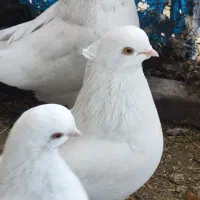 سفید چشم زرد