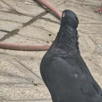 کفتر پرسی و  رخ دار|پرنده|فشاپویه, |دیوار