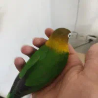 یک جفت عروس طوطی برزیلی دستی سخنگو