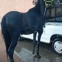 اسب کورسی درجه یک