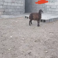 بره