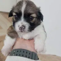 شیتزو باهوش رنگ بندی فوق‌العاده