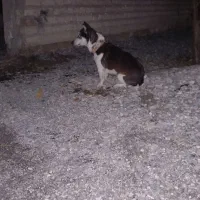 سگ پاکوتا ماده