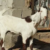 چپش گلابی و بز آبستن نزدیک|حیوانات مزرعه|جیرفت, |دیوار