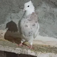 کبوتر طوقی