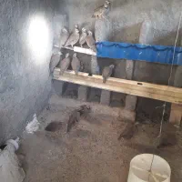 جوجه بوقلمون برنز ۵ ماهه|پرنده|بیرجند, |دیوار