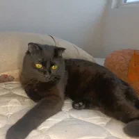 اسکاتیش فولد نر رنگ دارک چاکلت