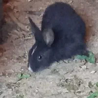 توله خرگوش|موش و خرگوش|لاران, |دیوار