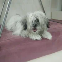 سگ شیترزو تریر|سگ|تهران, آهنگران (سراسیاب دولاب)|دیوار