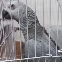 جوجه کاسکو ۹ماهه سخنگو ودرشت