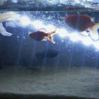 ماهی|ماهی|مشهد, خواجه ربیع|دیوار