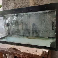 اکواریوم بزرگ مانستر و  کوی