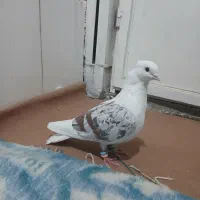 کبوتر پلنگ نباتی|پرنده|سیلاخور, |دیوار