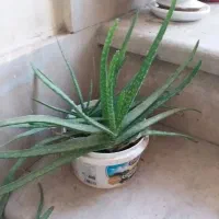 گل طبیعی برگ بیدی الورا گندمی کاکتوس از۴۰ت|گل و گیاه طبیعی|تهران, خرمشهر|دیوار