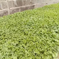 نشائ هندوانه