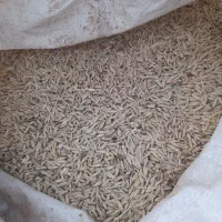 جومحلی