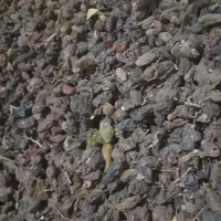 کشمش آفتابی درجه یک